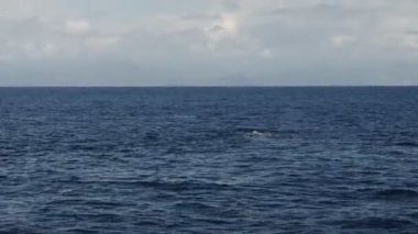 deniz yüzeyindeki ispermeçet balinası