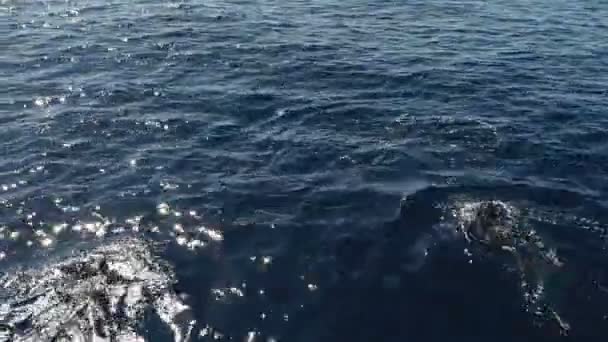 Дельфины Риссо Плавают Поверхности Моря — стоковое видео