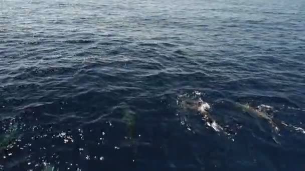 Δελφίνια Του Risso Κολυμπούν Στην Επιφάνεια Της Θάλασσας — Αρχείο Βίντεο