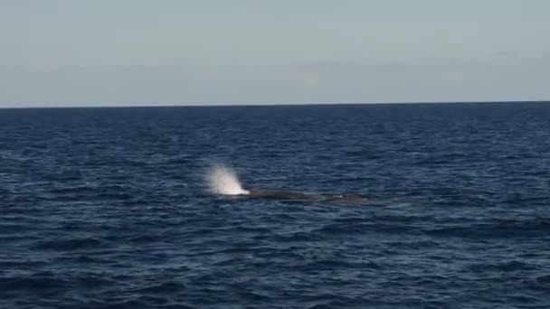 Cachalote Superficie Del Mar — Vídeo de stock