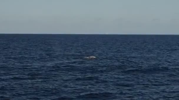해면에 향유고래 — 비디오