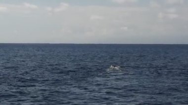 deniz yüzeyindeki ispermeçet balinası