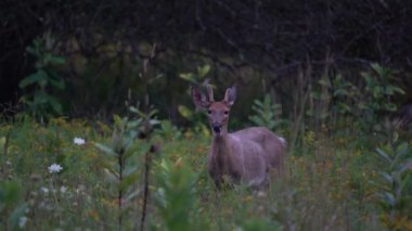 New York eyaleti geyiği