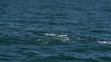 Cape Cod 'daki kambur balina.