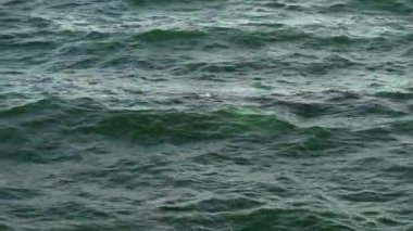 Cape Cod 'daki kambur balina.