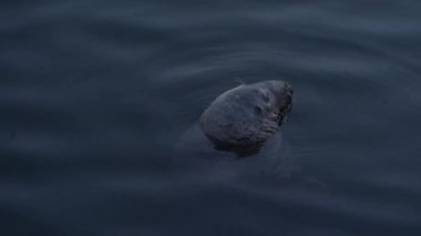 Bölge Cape Massachussetts 'teki gri fok balığı.