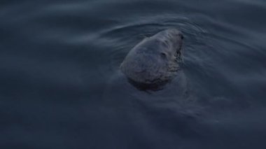 Bölge Cape Massachussetts 'teki gri fok balığı.