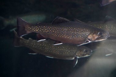 dere alabalığı su altında salvelinus frontinalis tatlı su balığı