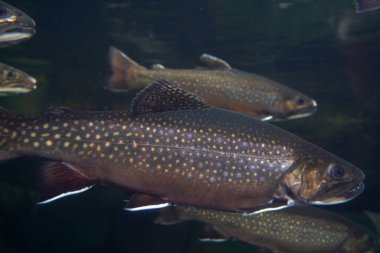 dere alabalığı su altında salvelinus frontinalis tatlı su balığı