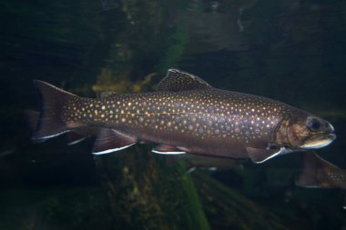 dere alabalığı su altında salvelinus frontinalis tatlı su balığı