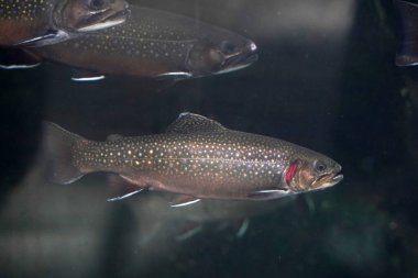 dere alabalığı su altında salvelinus frontinalis tatlı su balığı