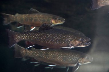 dere alabalığı su altında salvelinus frontinalis tatlı su balığı