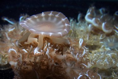 baş aşağı denizanası denizanası suyun altında