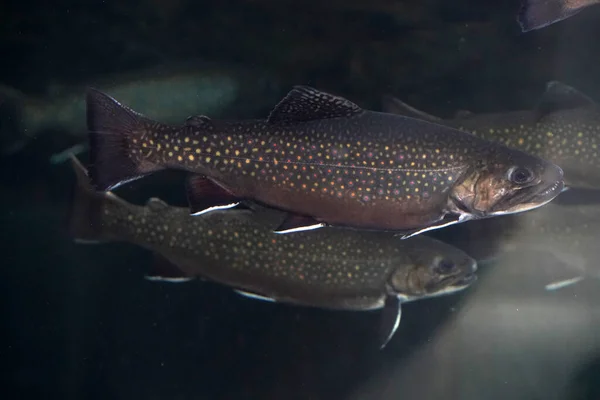 Potoku Pstrąg Podwodny Salvelinus Frontinalis Ryby Słodkowodne — Zdjęcie stockowe