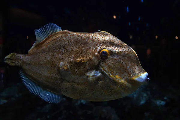 Planegead Filefish Oceano Atlantico Ritratto Subacqueo Stephanolepis Hispidus — Foto Stock