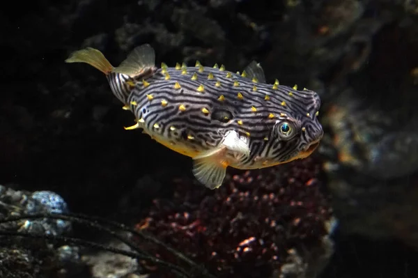 Pesce Rapa Striato Sott Acqua Chilomychterus Shoepfii Pesci Dell Oceano — Foto Stock