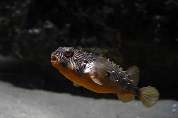Gestreepte Burrfish Onderwater Chilomychterus Shoepfii Atlantische Oceaan Vis — Stockfoto