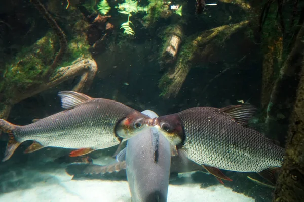 Peixe Dois Beijos Subaquático Amor Beijo — Fotografia de Stock