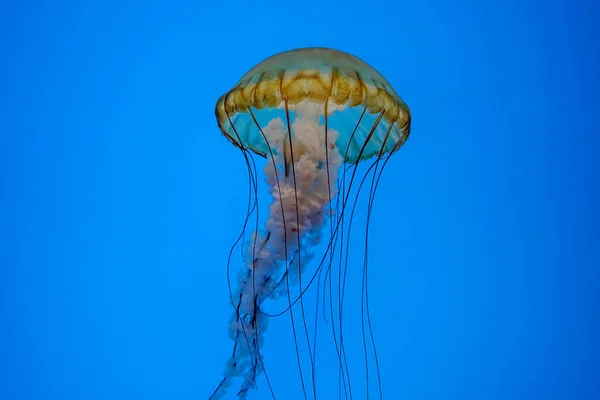 Pacific Sea Nettle Jelly Fish Underwater — Stock Photo, Image