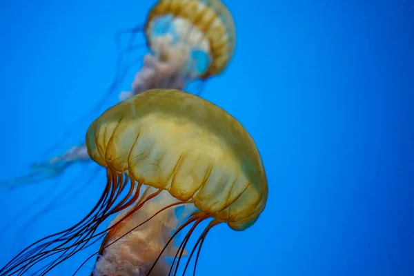 Pacific Sea Nettle Jelly Fish Underwater — Stock Photo, Image