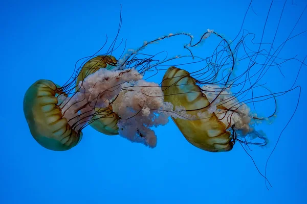 Тихий Океан Морской Крапивы Медузы Водой — стоковое фото
