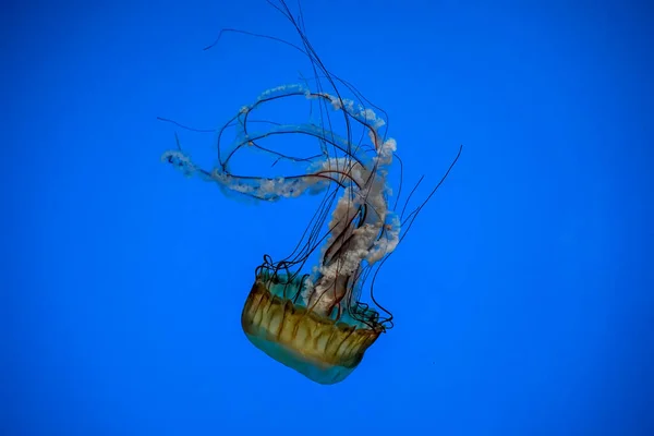 Pacific Sea Nettle Jelly Fish Underwater — Stock Photo, Image