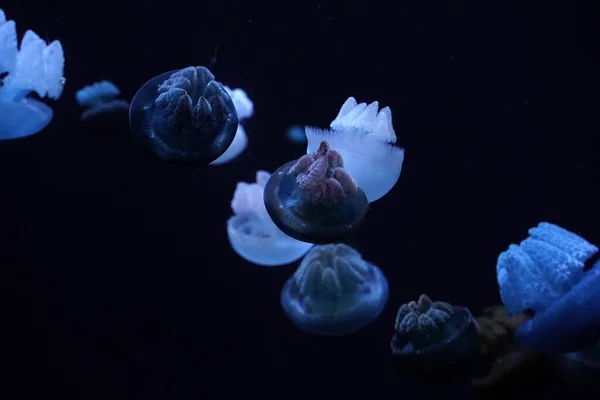 水底蓝脂肪果冻水母 — 图库照片