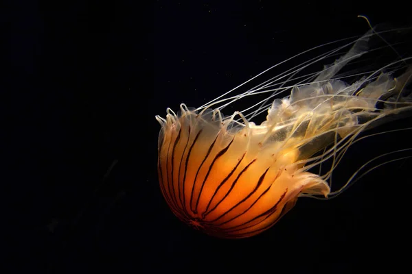 japanese sea nettle jelly fish underwater isolated on black