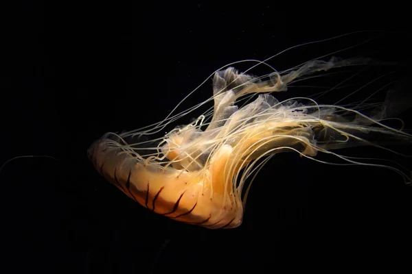 Japanese Sea Nettle Jelly Fish Underwater Isolated Black — Stock Photo, Image