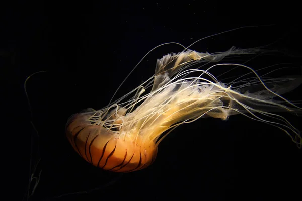 japanese sea nettle jelly fish underwater isolated on black