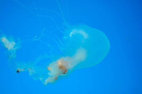 Atlantic Sea Bay Nettle Jelly Fish Underwater Jellyfish — Stock Photo, Image