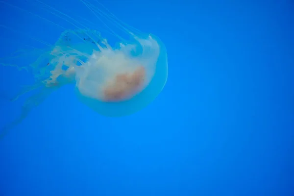 Atlantic Sea Bay Nettle Jelly Fish Underwater Jellyfish — Stock Photo, Image