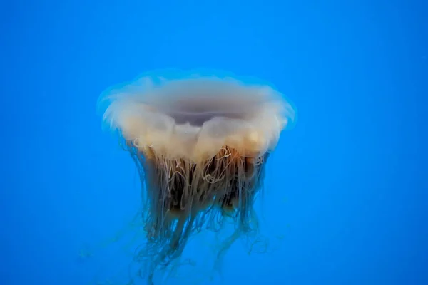 Atlantic Sea Bay Nettle Jelly Fish Underwater Jellyfish — Stock Photo, Image