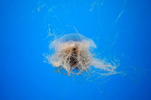 Atlantic Sea Bay Nettle Jelly Fish Underwater Jellyfish — Stock Photo, Image