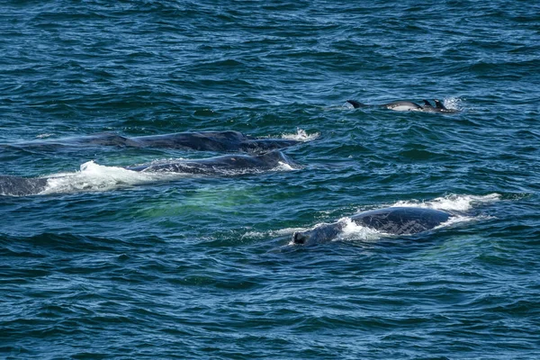 Gobba Balena Mangiare Cappa Merluzzo Whale Watching Tour Con Delfini — Foto Stock