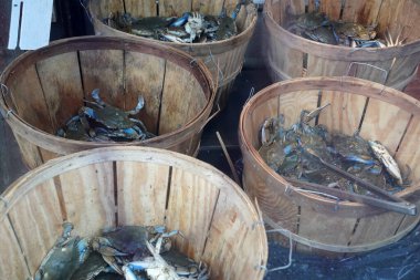 New York Şehri Çin Mahallesi Balık Pazarı