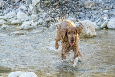Mutlu köpek cocker spaniel nehir suyunda eğleniyor