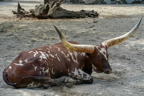 Watusi牛的肖像大角非洲哺乳动物 — 图库照片
