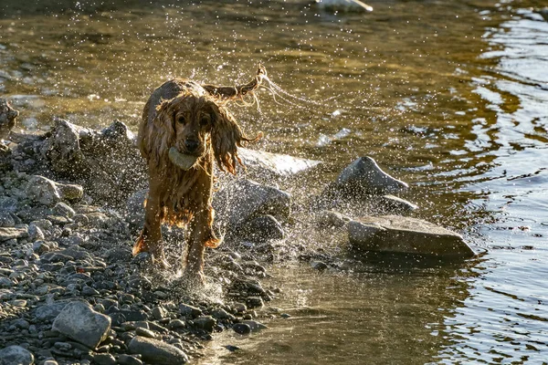 Felice Cane Cocker Spaniel Divertirsi All Acqua Del Fiume — Foto Stock