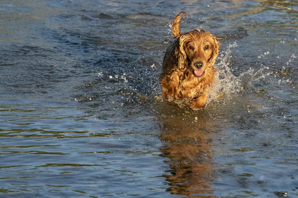 Feliz Perro Cocker Spaniel Tener Divertido Río Agua — Foto de Stock