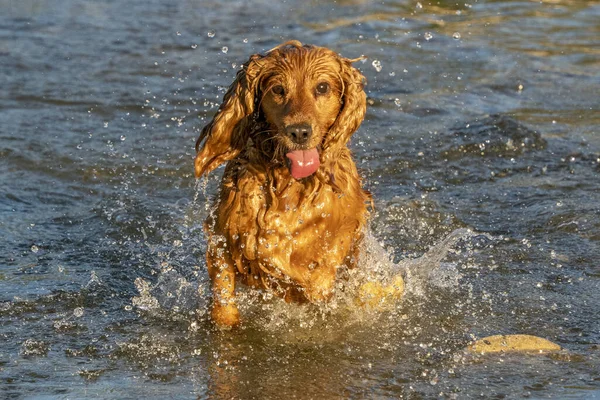 Szczęśliwy Pies Cocker Spaniel Zabawy Rzece Wody — Zdjęcie stockowe