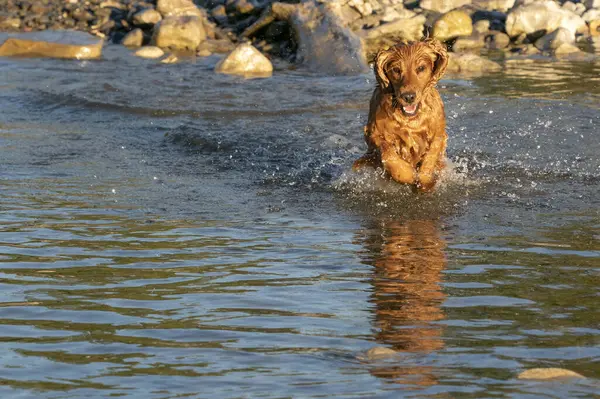 Happy Dog Cocker Spaniel Having Fun River Water — Stock Photo, Image