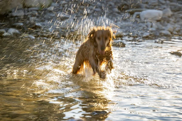 Happy Dog Cocker Spaniel Hebben Plezier Aan Het Water Van — Stockfoto