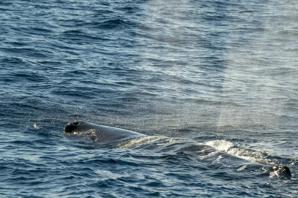 Cachalote Superficie Del Mar Cerca Retrato Mientras Respira — Foto de Stock