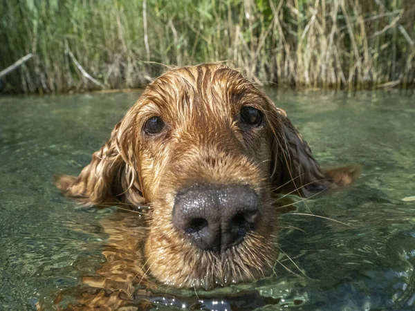 Glad Hund Cocker Spaniel Kul Vid Floden Vatten — Stockfoto