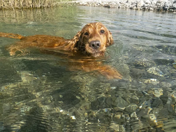 Feliz Cão Cocker Spaniel Divertindo Água Rio — Fotografia de Stock
