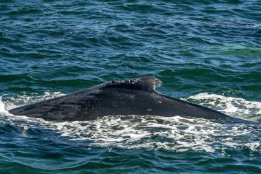 Cape Cod Balinası 'nda hasar görmüş sırt yüzgeci kambur balinası turu.  