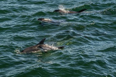 Atlantik beyaz yüzgeçli yunuslar Cape Cod Balinası 'nda Leucopleurus Acutus turunu izliyorlar.