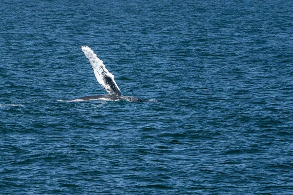 Aleta Ballena Jorobada Cabo Bacalao Avistamiento Ballenas — Foto de Stock