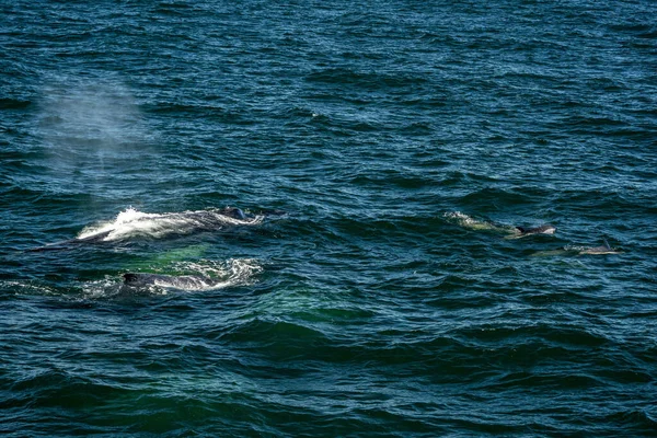 Humpback Whale Blow Cape Cod Whale Watching Tour — Stock Photo, Image
